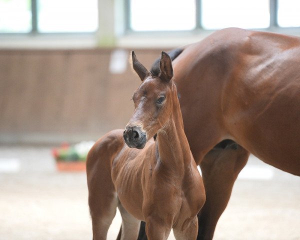 horse Kanner (German Sport Horse, 2017, from Kanndarco)