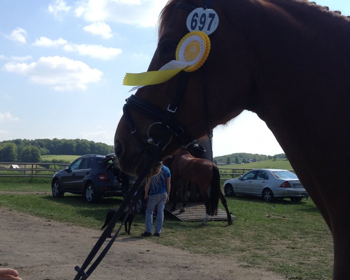 broodmare Romy 256 (Westphalian, 2010, from Riccio)