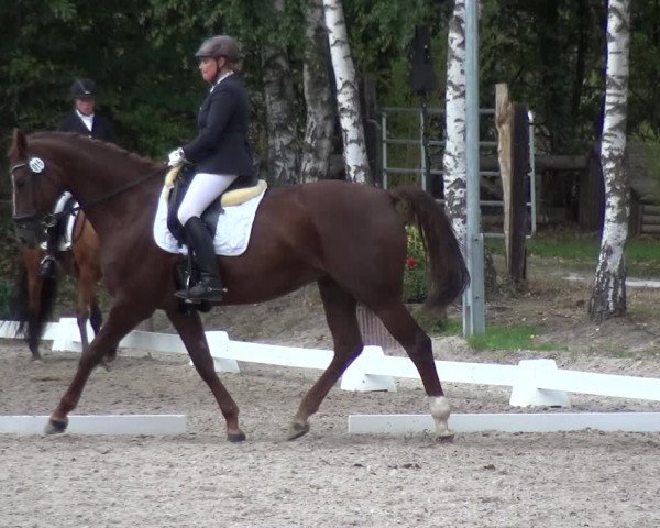 Reitturnier Würselen-Pley 2018