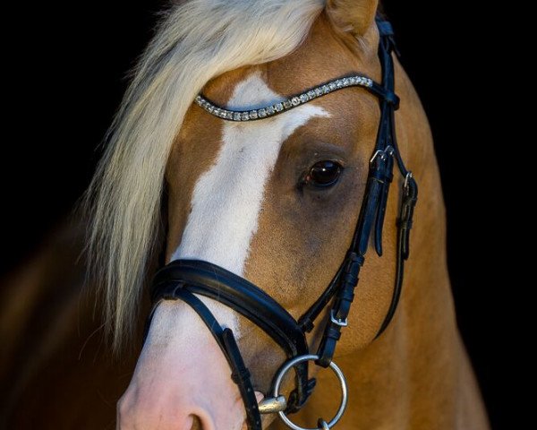 Deckhengst Magic Mike 14 (Deutsches Reitpony, 2013, von Schierensees Marillion)