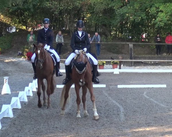 Reitturnier Würselen-Pley 2018