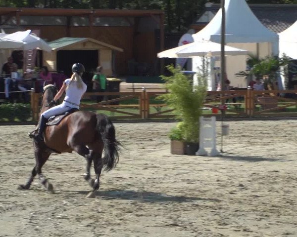 Reitturnier Köln - Reitanlage Brüse 2018
