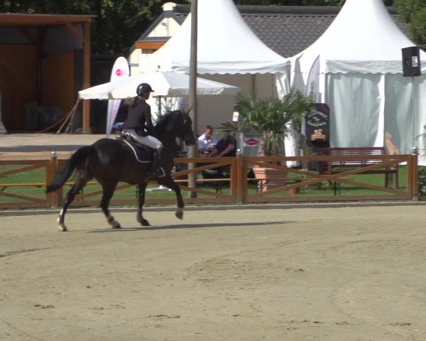 Reitturnier Köln - Reitanlage Brüse 2018