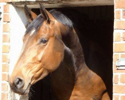 Caballo de Doma Donna Luna N (Hannoveriano, 2005, de Dacaprio)