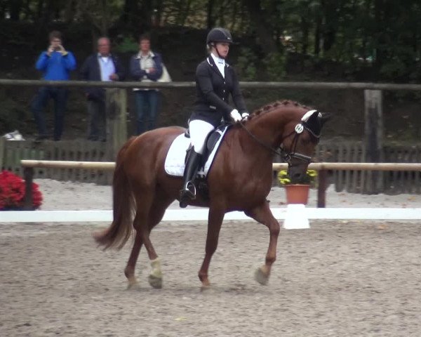 Reitturnier Würselen-Pley 2018