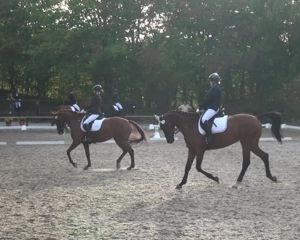 Reitturnier Würselen-Pley 2018