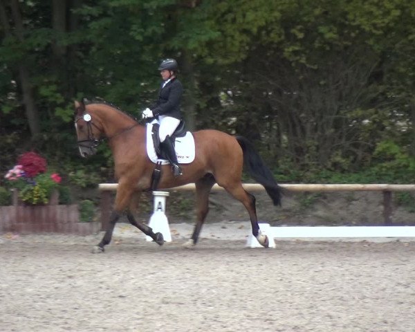 Reitturnier Würselen-Pley 2018
