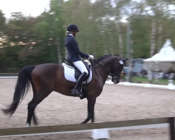 Reitturnier Würselen-Pley 2018