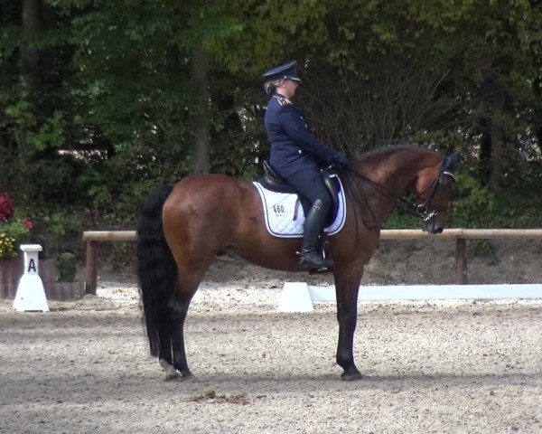 Reitturnier Würselen-Pley 2018