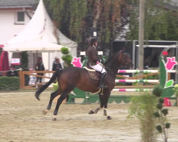 Reitturnier Köln - Reitanlage Brüse 2018