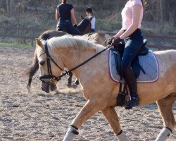 dressage horse JB Storm Gold Spirit (Pony without race description, 2011)