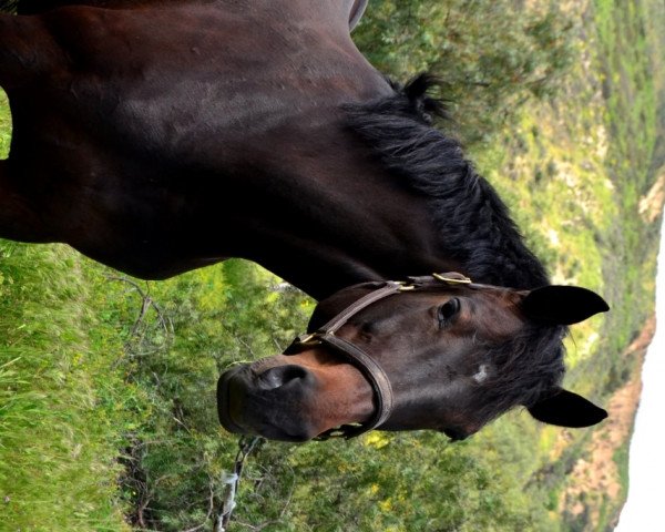 broodmare Amy Rose (Holsteiner, 2007, from Limbus)