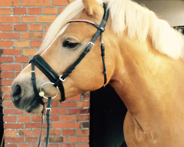 dressage horse Mira (Haflinger, 2011, from Stoanmandl-C)