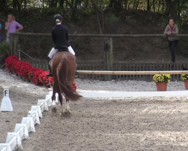 Reitturnier Würselen-Pley 2018