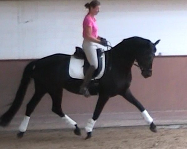 broodmare Geena 11 (Oldenburg, 2013, from Franziskus FRH)