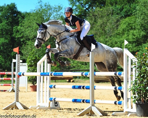 Springpferd Emilia 36 (Deutsches Sportpferd, 2007, von Chalan)