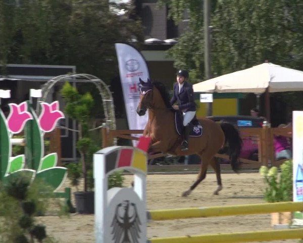 Reitturnier Köln - Reitanlage Brüse 2018