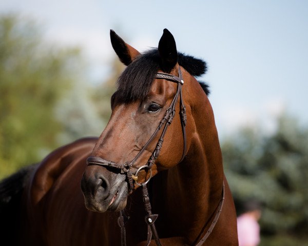 Pferd Lord Luis (Westfale, 2006, von Lord Loxley I)