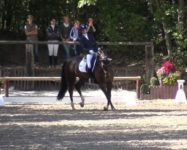 Reitturnier Würselen-Pley 2018