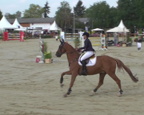 Reitturnier Köln - Reitanlage Brüse 2018