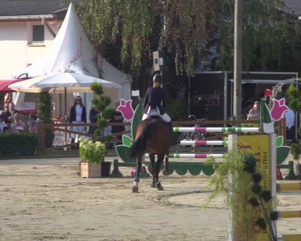 Reitturnier Köln - Reitanlage Brüse 2018