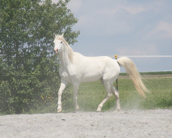 broodmare Janika ox (Arabian purebred, 1995, from Drakon 1985 ox)