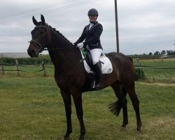 dressage horse Magnum 82 (Oldenburg, 2011, from Mentes)