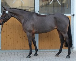 broodmare Stalypsia LM (Hanoverian, 2012, from Stalypso)