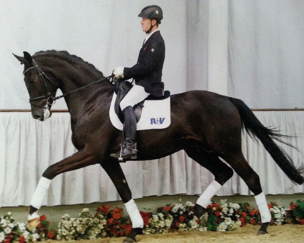 horse Stresemann (Westphalian, 2013, from Stoiber SN)