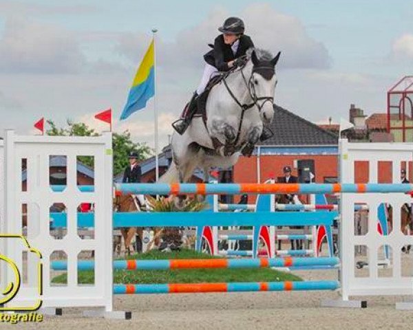 jumper Golden Penny C (Belgian Warmblood, 2006, from Calvaro Z)