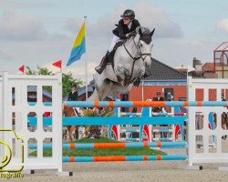jumper Golden Penny C (Belgian Warmblood, 2006, from Calvaro Z)