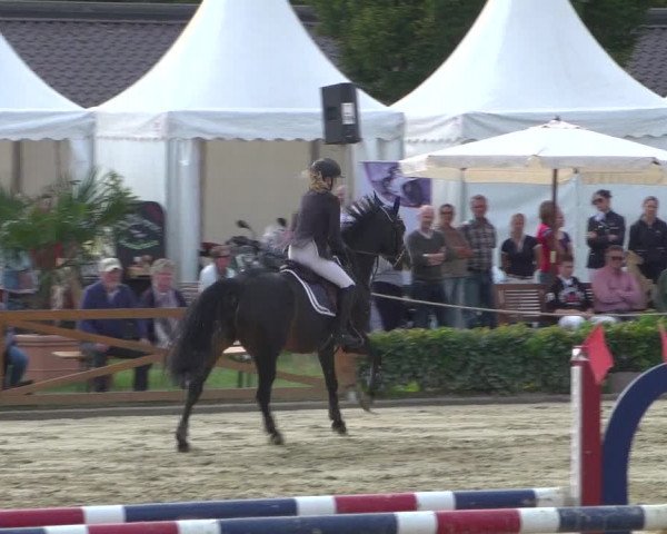 Reitturnier Köln - Reitanlage Brüse 2018