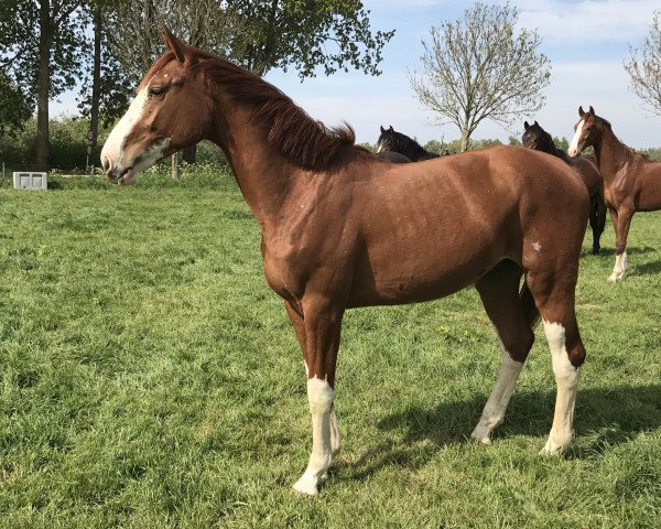 Pferd Balouwe II LM (Hannoveraner, 2015, von Gabalou du Rouet)
