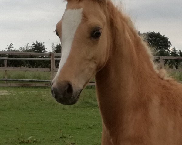 horse Golden Prince N (German Riding Pony, 2017, from Golden West NRW)