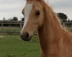 horse Golden Prince N (German Riding Pony, 2017, from Golden West NRW)
