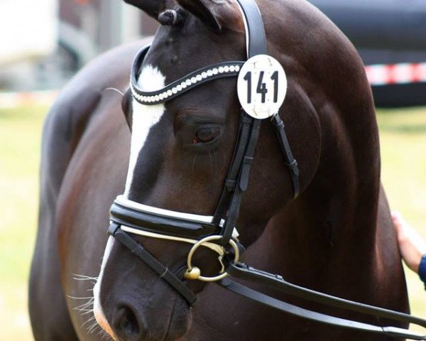 broodmare Diely (German Riding Pony, 2014, from D-Day AT)