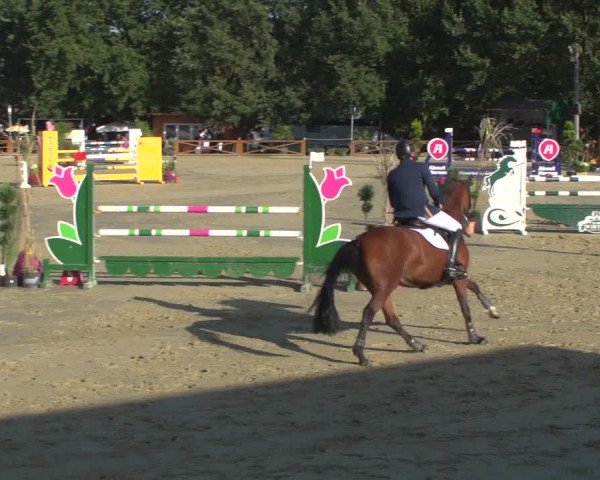 Reitturnier Köln - Reitanlage Brüse 2018