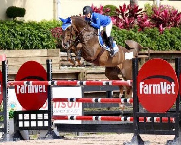 stallion Casino Royal PJ (Hanoverian, 2008, from Cassini II)