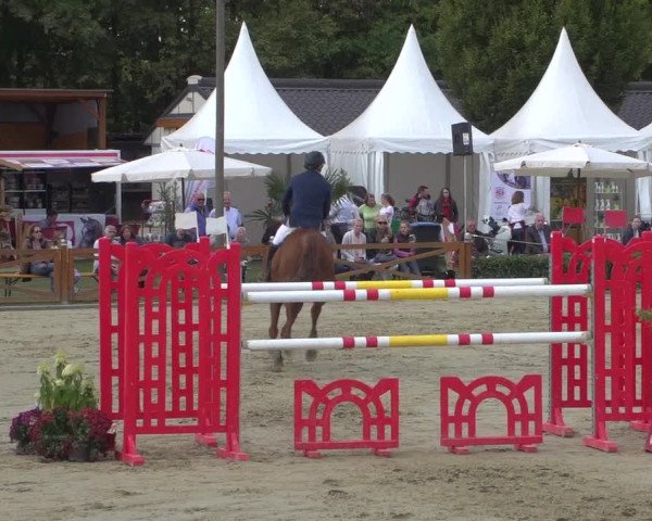 Reitturnier Köln - Reitanlage Brüse 2018