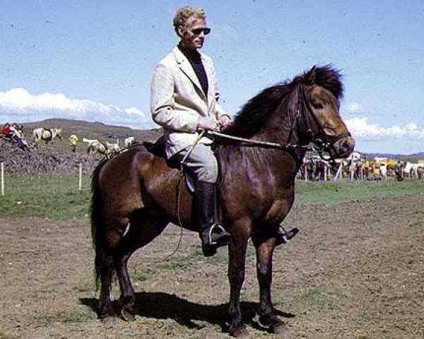 stallion Loki frá Hesti (Iceland Horse, 1966, from Nökkvi frá Hólmi)