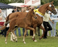 horse Cosmopolitan 40 (Hanoverian, 2008, from Canturo)