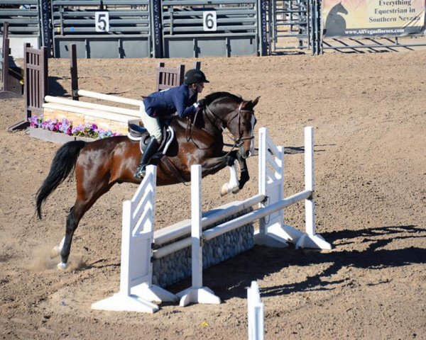 horse San Evian (Hanoverian, 2003, from San Brasil)