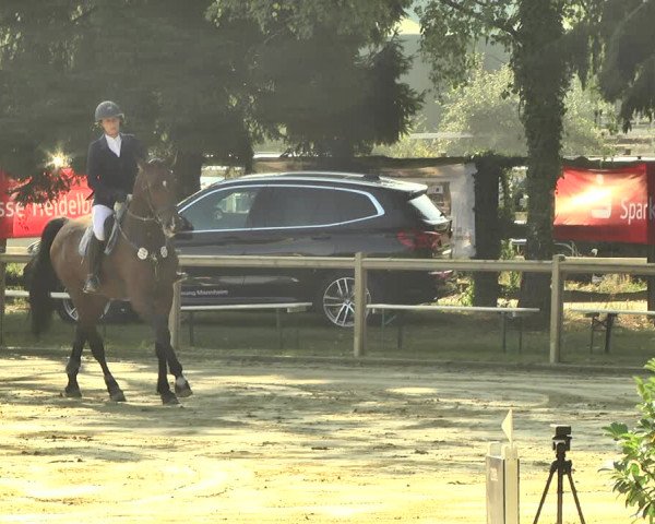 Reitturnier Walldorf/Winterheck 2018