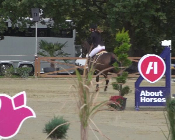 Reitturnier Köln - Reitanlage Brüse 2018