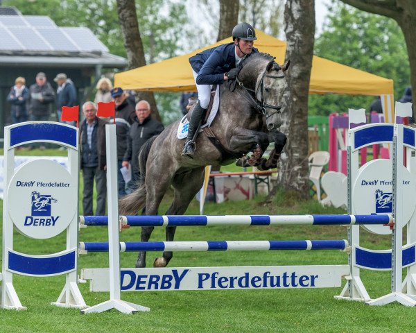 jumper Cresbo 3 (Hanoverian, 2013, from Calido I)