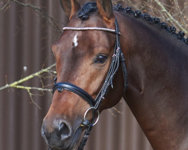 Springpferd Leon 653 (Hannoveraner, 2013, von Lordanos)