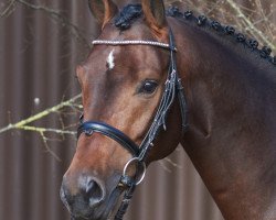 Springpferd Leon 653 (Hannoveraner, 2013, von Lordanos)