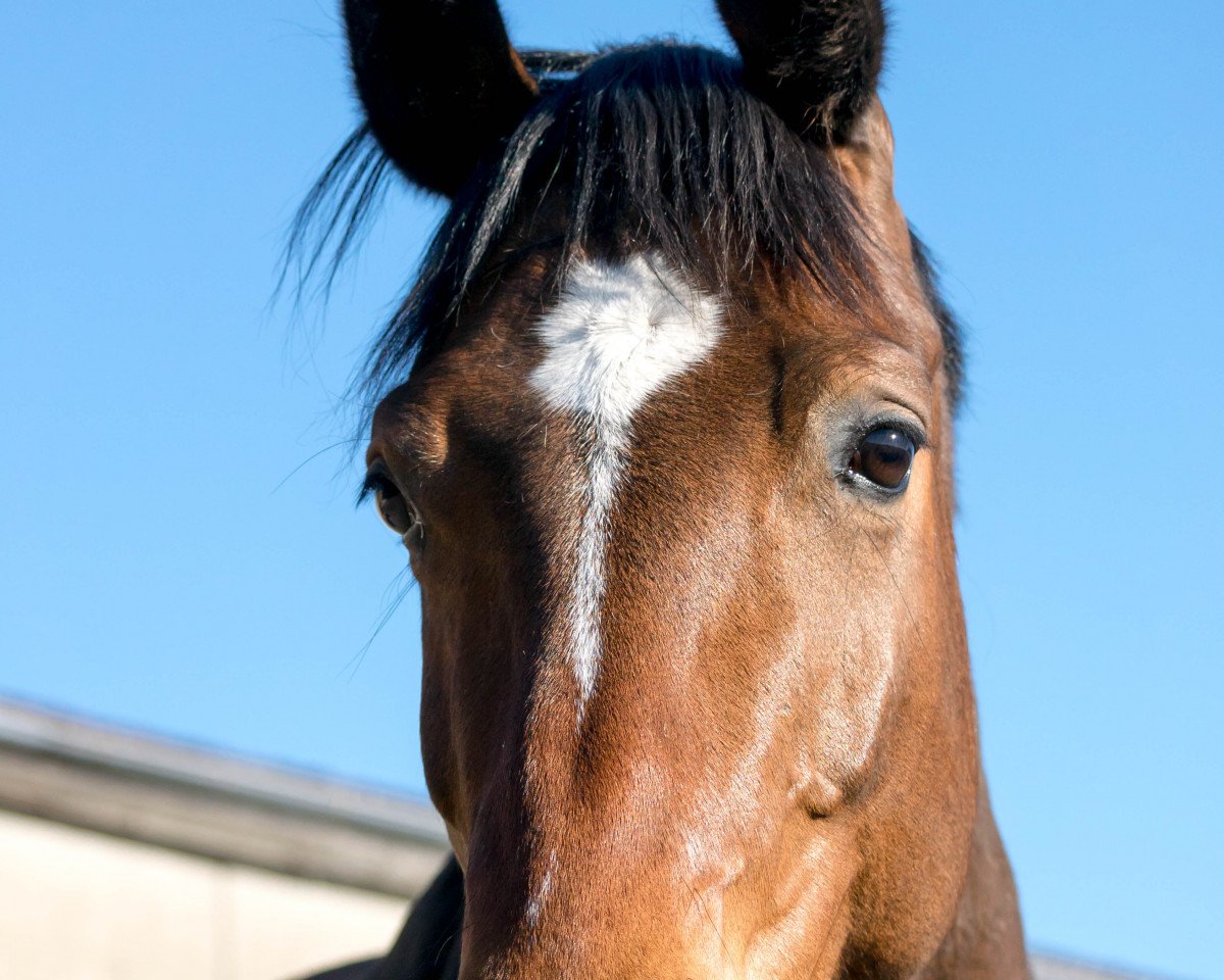 horse Lomahongva (Westphalian, 2012, from Lohengrin T)