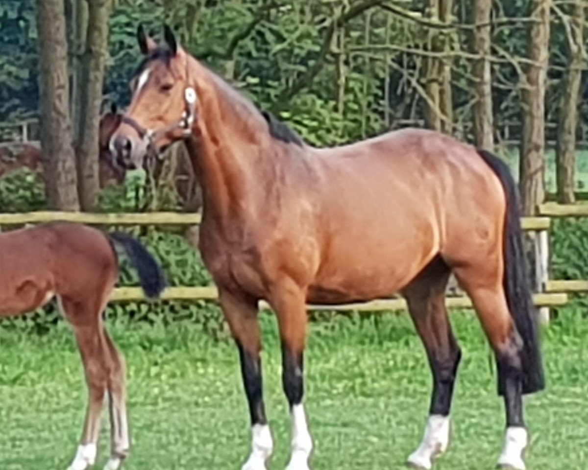 broodmare Lindsay 27 (Westphalian, 2005, from Landadel)