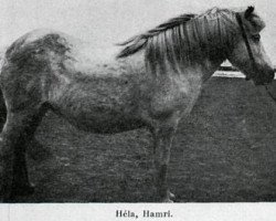 Zuchtstute Héla frá Hamri (Islandpferd, 1923)
